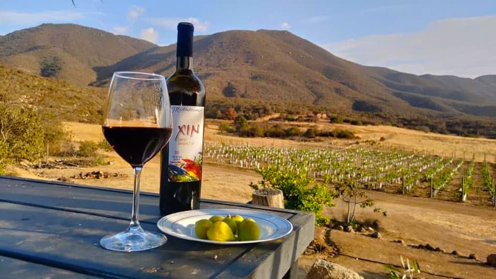 Rutas del tequila, mezcal y vino cerca de Guadalajara: Un recorrido de sabores y tradición
